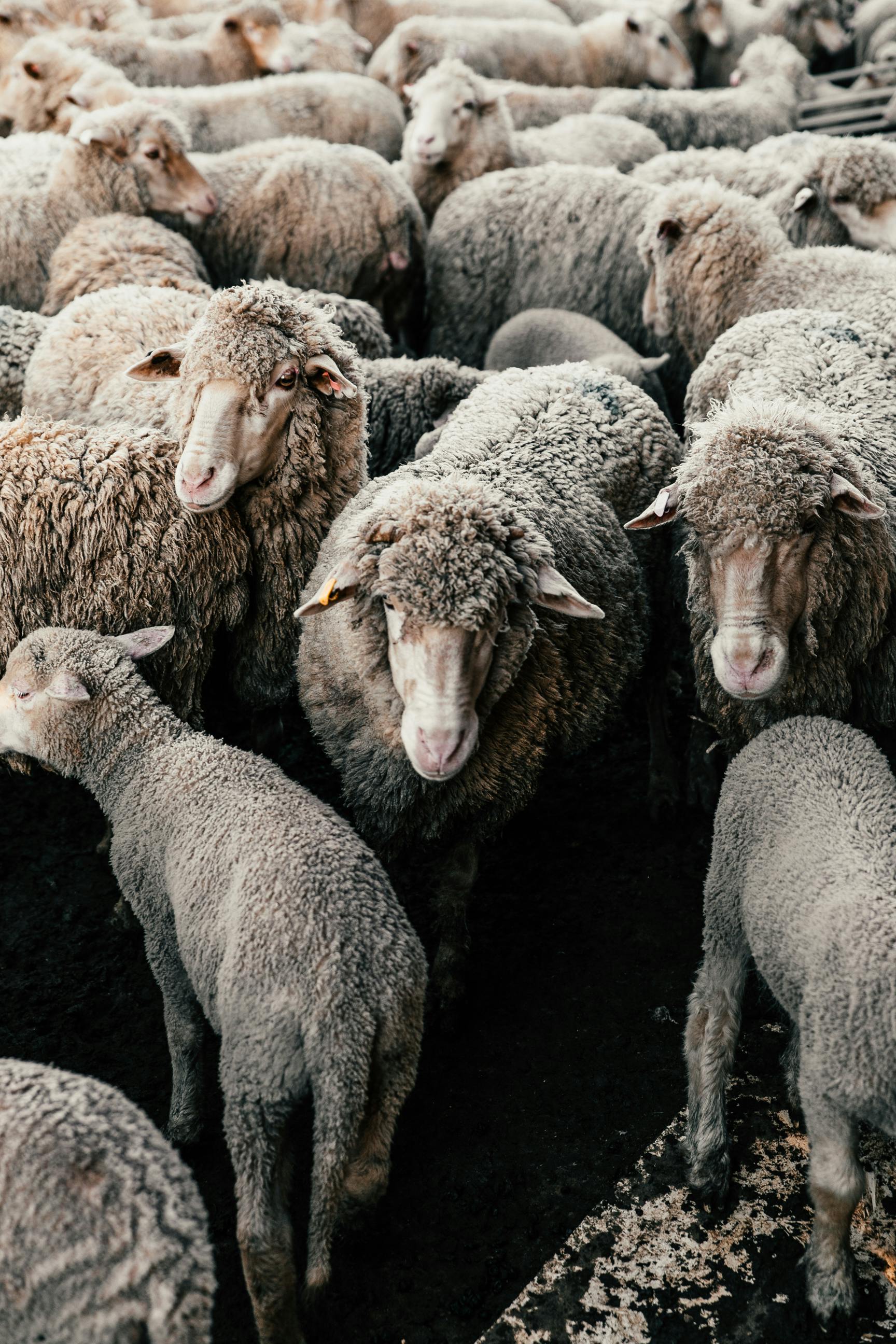 Merino Wool